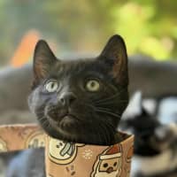 Photo of Jinx   In Foster Care In Cranbourne