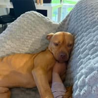 Photo of Koba   1.5 Year Old American Staffy X Kelpie
