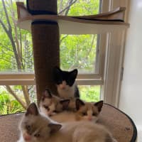 Photo of Butterscotch
