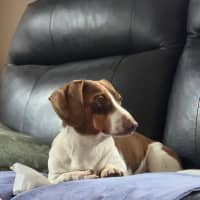 Photo of Dexter
