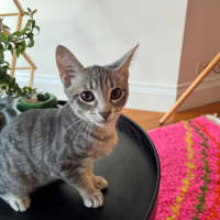 Photo of Banana Bread