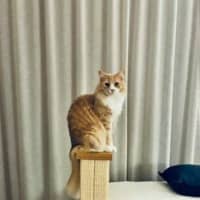 Photo of Marshmallow