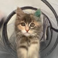 Photo of Milli