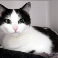 Photo of Abby Sua013076