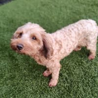 Photo of Maggie