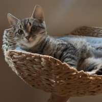 Photo of Elordi