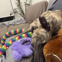 Photo of Dee Dee, The Greyhound