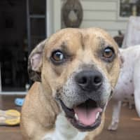 Photo of Lemon   2 Year Old Dachshund X French Bulldog