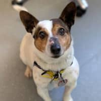 Photo of Otis