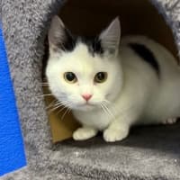 Photo of Waffle