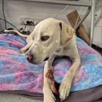 Photo of Ranger! ☮️🕊