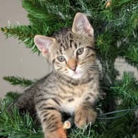 Photo of Kris Kringle