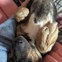 Photo of Shadow
