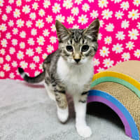 Photo of Gala   Located In Preston