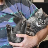 Photo of Velcro And Blu Tac