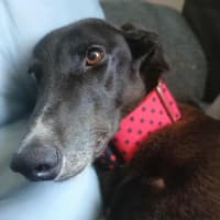 Photo of Alfie, The Greyhound