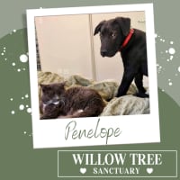 Photo of Penelope
