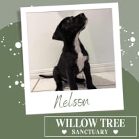 Photo of Nelson