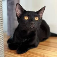 Photo of 11838   Indigo