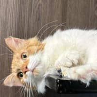 Photo of Oliver