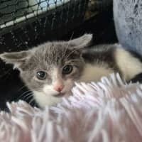 Photo of Darcy