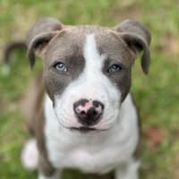 Photo of Blueberry