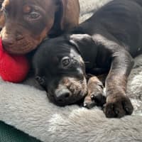 Photo of Cooper (Was Donald)