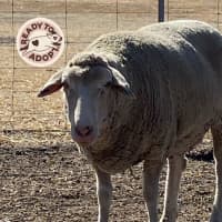 Photo of Family Flock