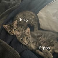 Photo of Toby, Dazza And Pippa