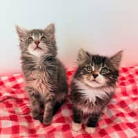 Photo of Darcy & Delilah