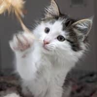 Photo of Pumpkin