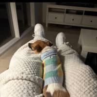 Photo of Chip (In Foster Care) (On Hold)