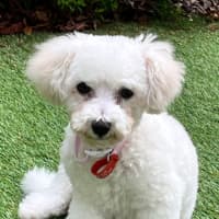 Photo of Beautiful Daisy 