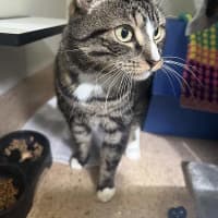 Photo of Thor