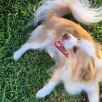 Photo of Oliver