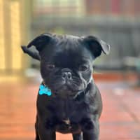 Photo of Chester