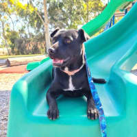 Photo of Pippa