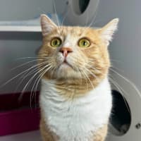 Photo of Acorn