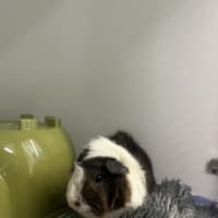 Photo of Peanut Butter 