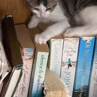 Photo of Moana   Meet Me At Petstock Chelsea