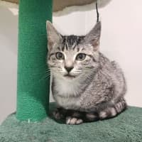 Photo of Blaze
