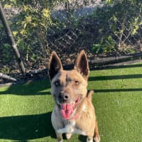 Photo of Coco Imp 1364