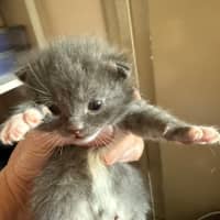 Photo of Pugsley Meet Me At Petstock Chelsea