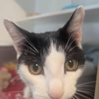 Photo of Muffin
