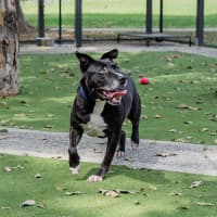 Photo of Koda