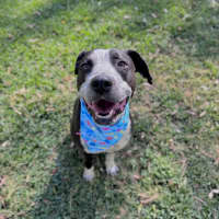 Photo of Freckles *$350 Adoption Fee* 