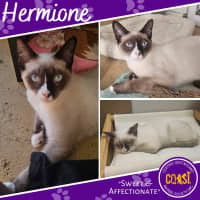 Photo of Hermione