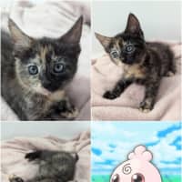 Photo of Eevee