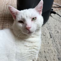 Photo of Falkor
