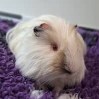 Photo of Roman